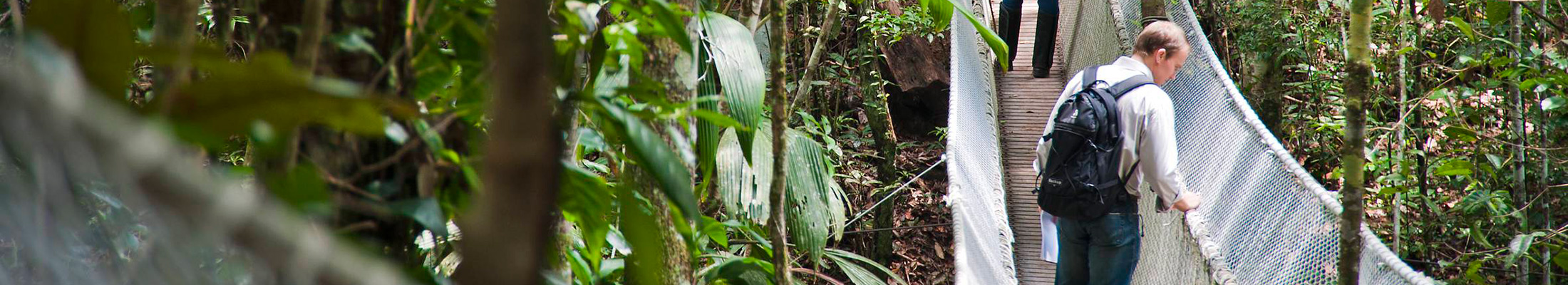 Men on bridge in rainforest