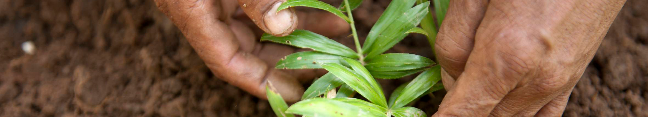 Hands with seedling