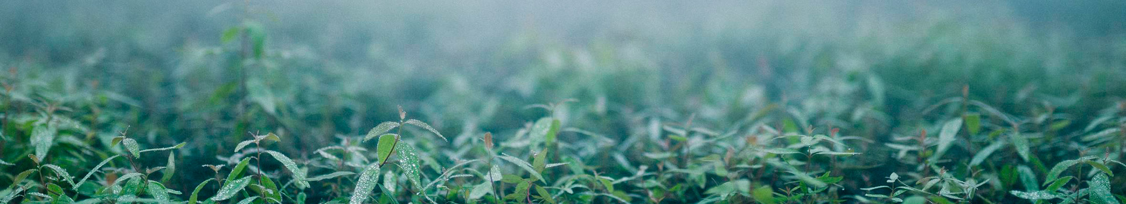 Nursery with seedlings in the mist