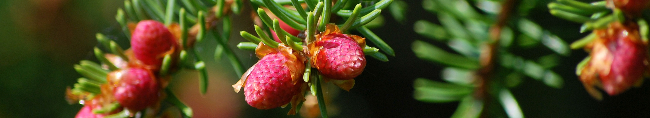 Pine branches with cones