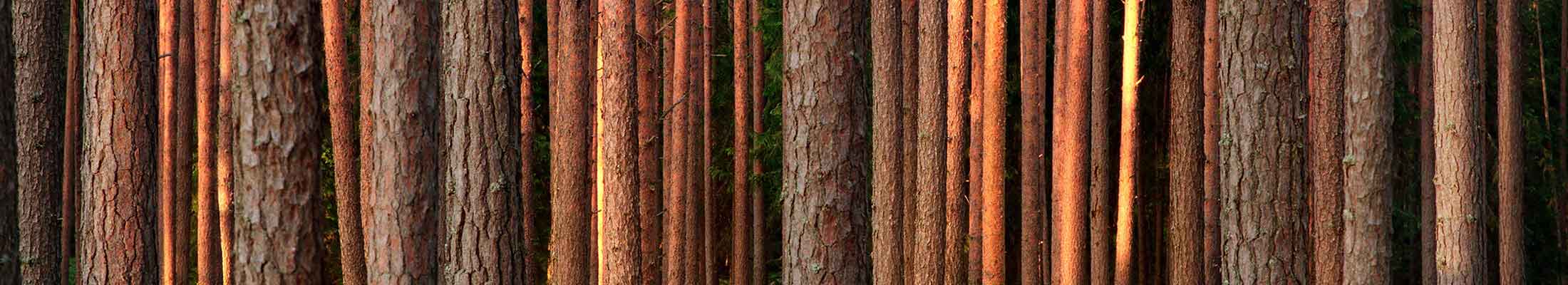 pine forest