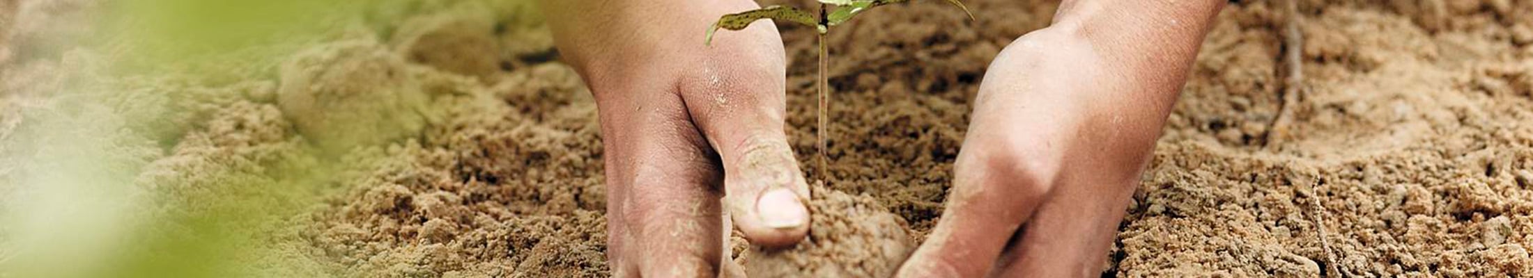 Hands planting seedlings