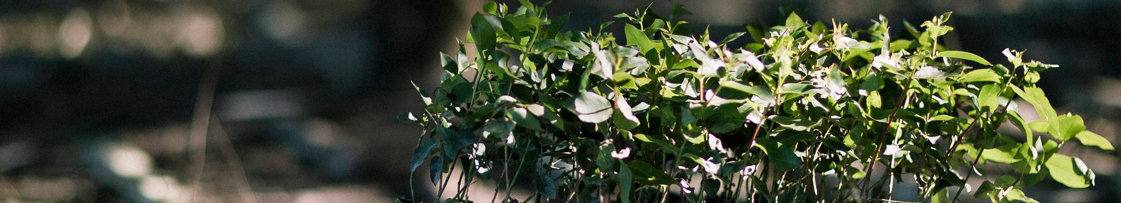 Seedlings in a tray