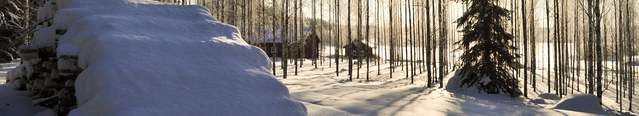 Sunny winter forest