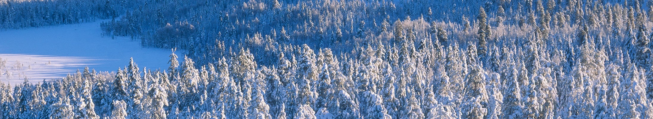 Winter landscape
