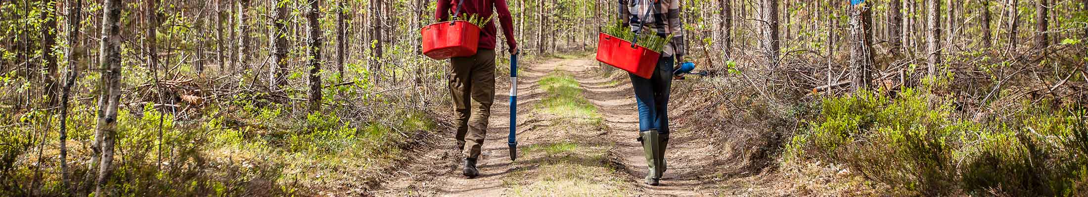 walking in the forest, planting, people