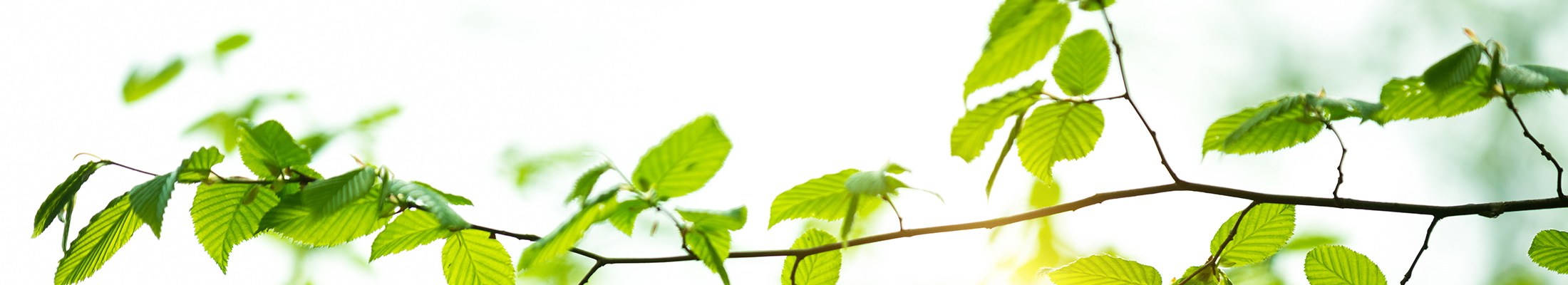 Natural leaves with bright background