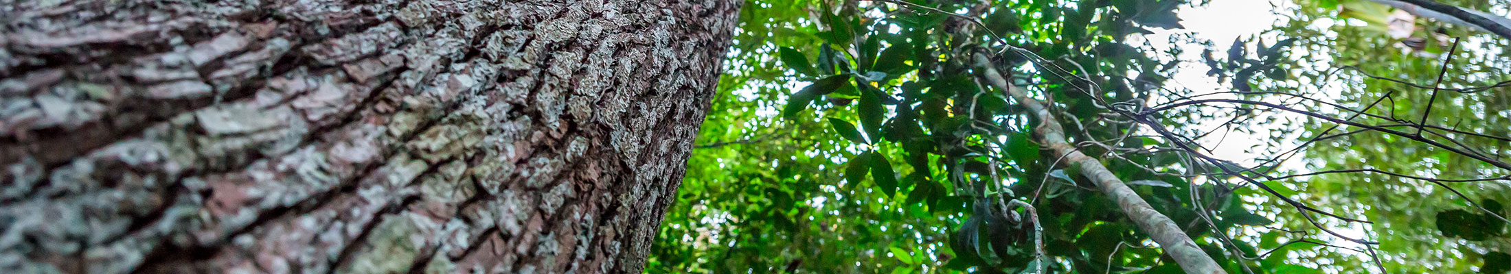 Veracel station rainforest