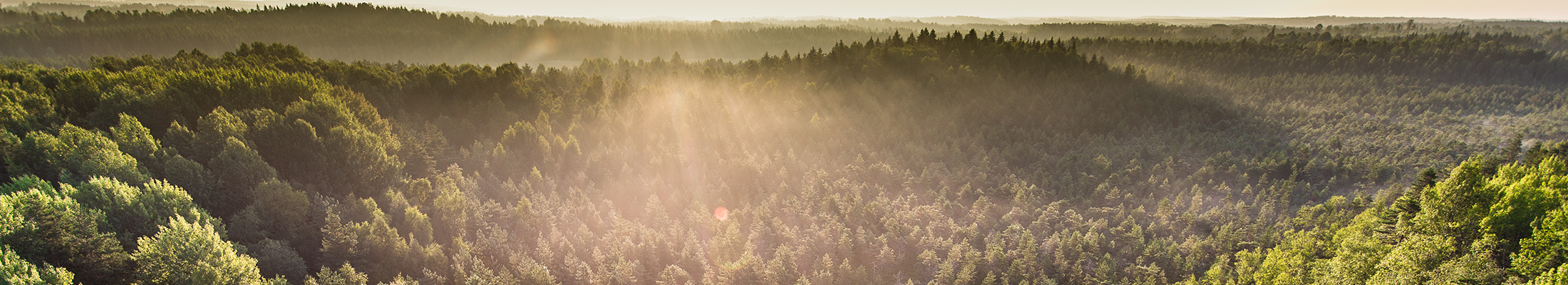 Nordic forest