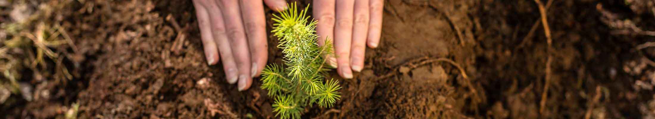 hands planting seelding in soil