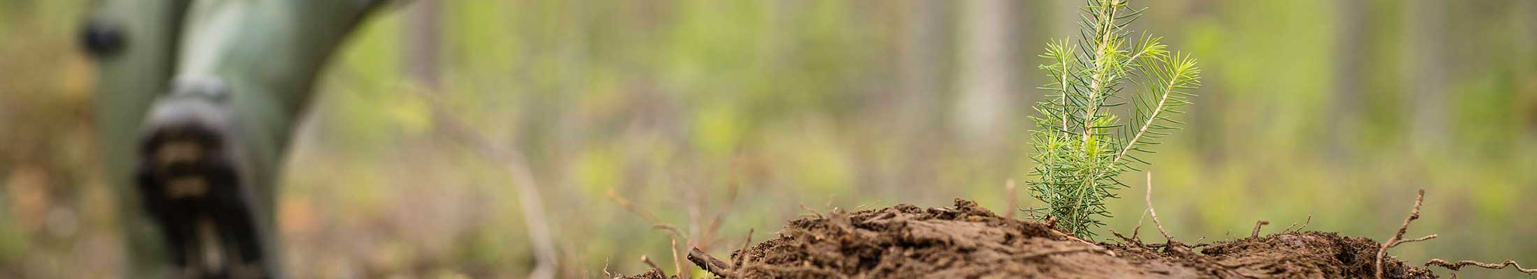 Seedling