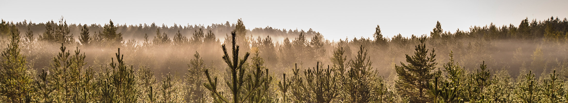 Sustainable forestry