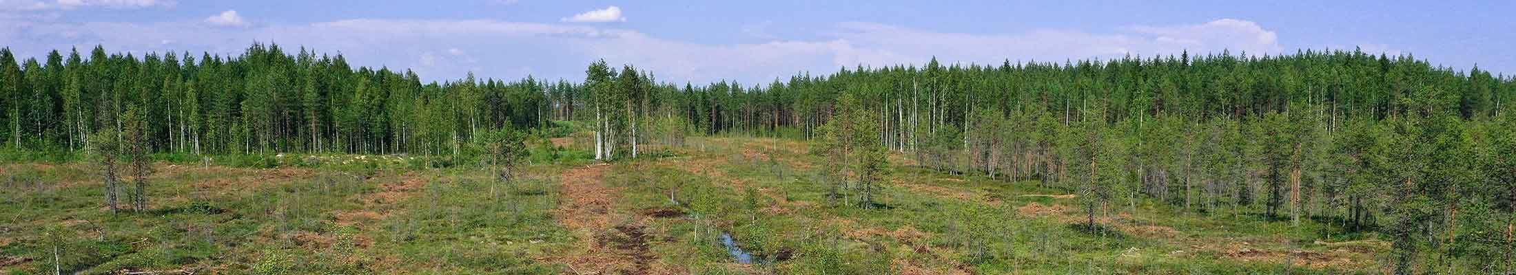peatland