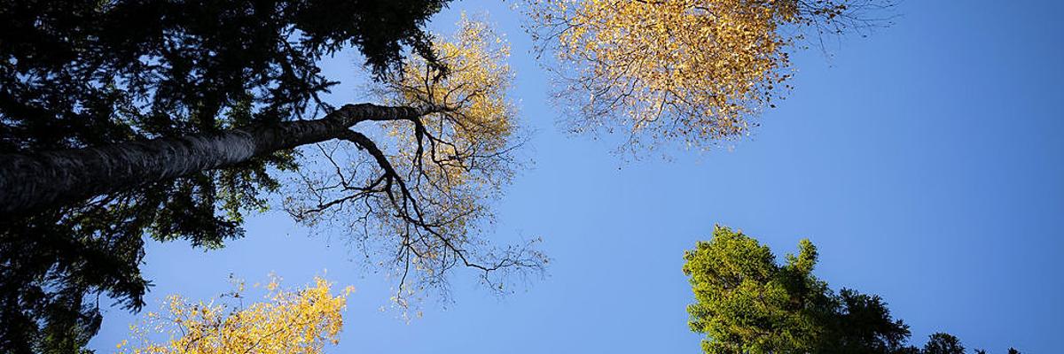 Carbon footprint images
