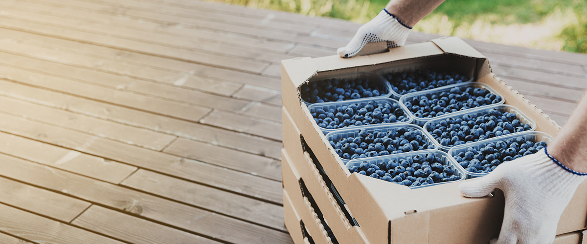 Blueberries packed in plastic and cartonboard