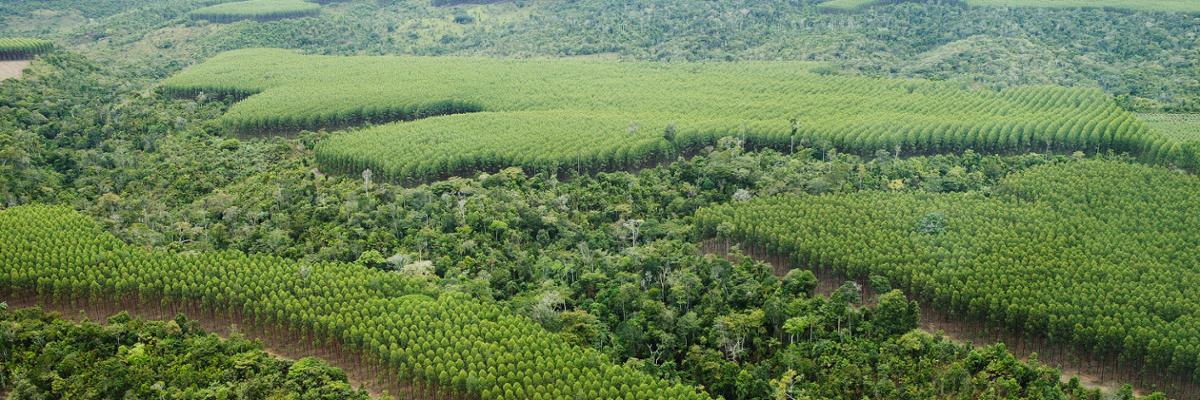 Aerial view of a rainforest.