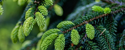 Spruce tree
