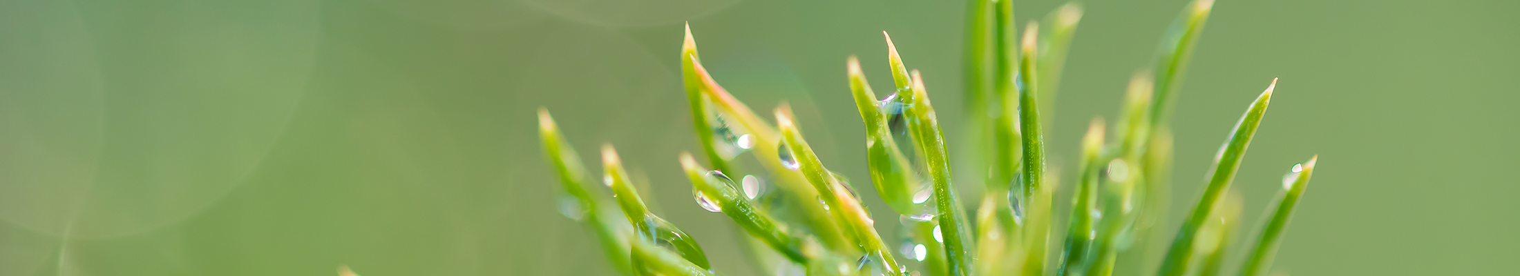 Stora Enso pine
