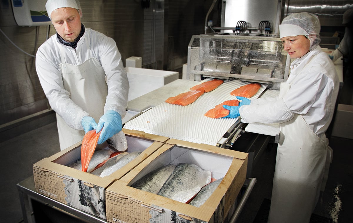 EcoFishBox- Miljövänlig fiskförpackning