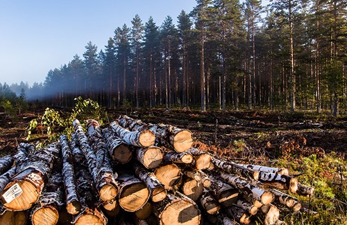 Logs in the forest