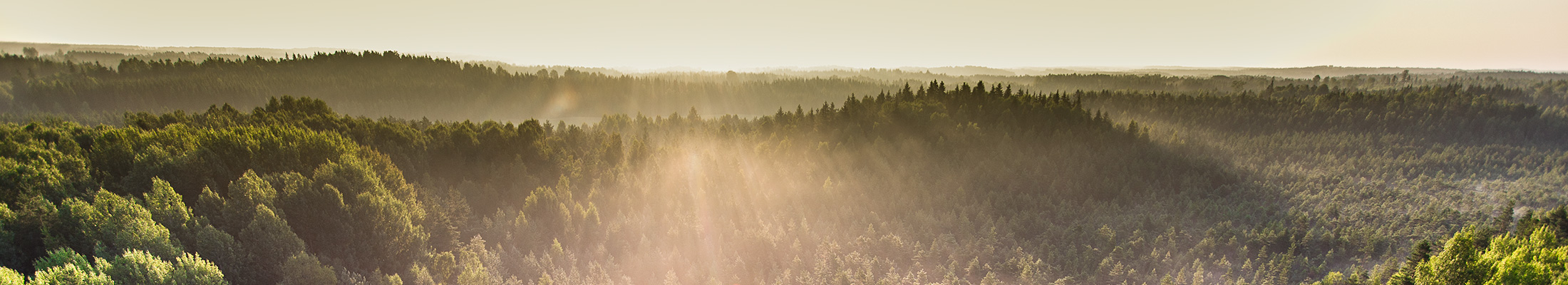 Sustainable forest aerial photo