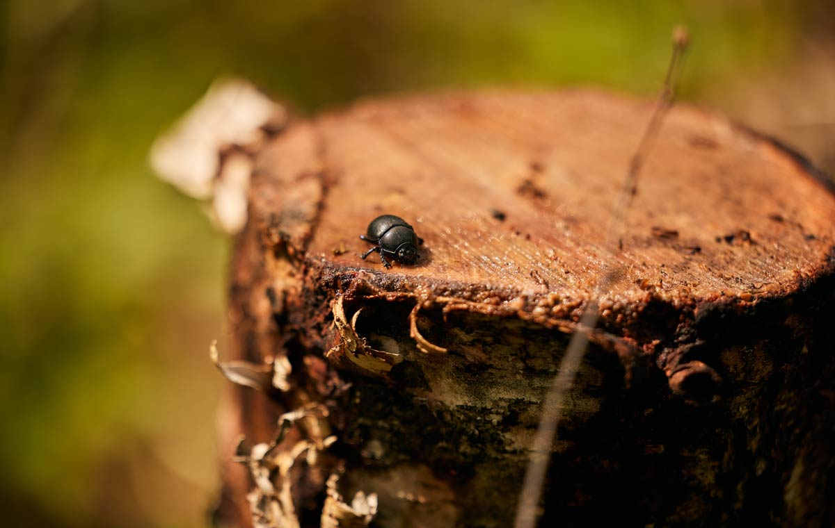Beetle on stump