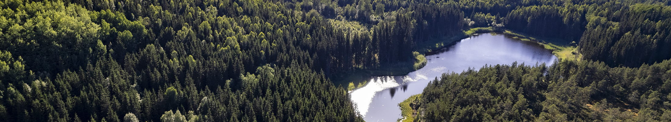 Forest and lake view