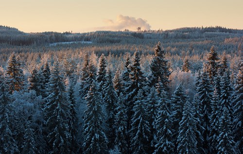 winter forest, sell your wood