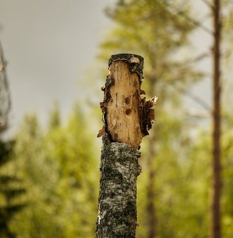 High stump