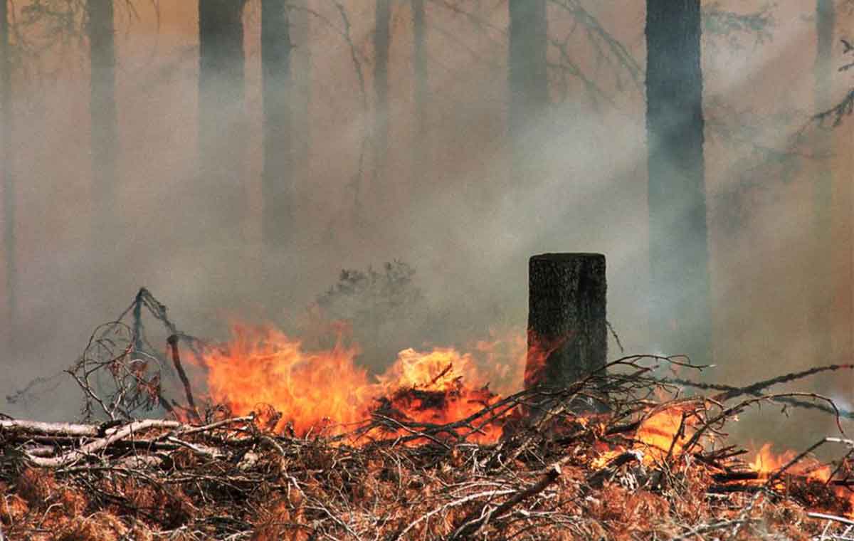 Biodiversity Sustainability Stora Enso