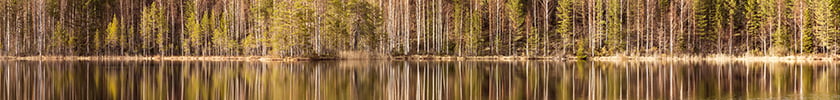 lake in forest