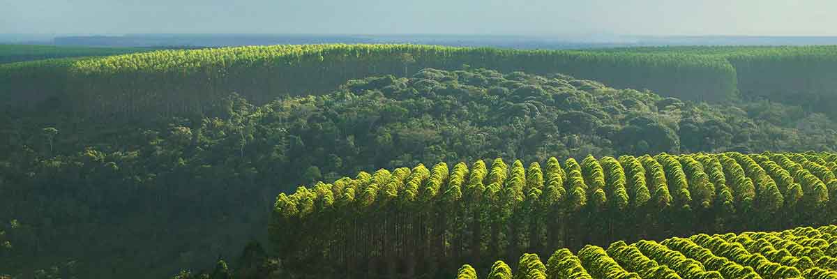 Plantation