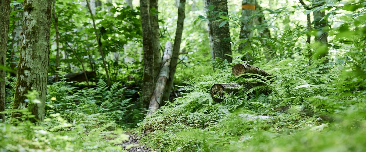Zielony, bujny las i martwe drewno