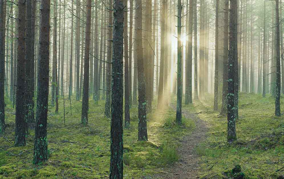 Historical Share Price Look Up Investors Stora Enso Historical Share Price Look Up Investors Stora Enso