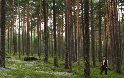 forest-pine-person-1200x760