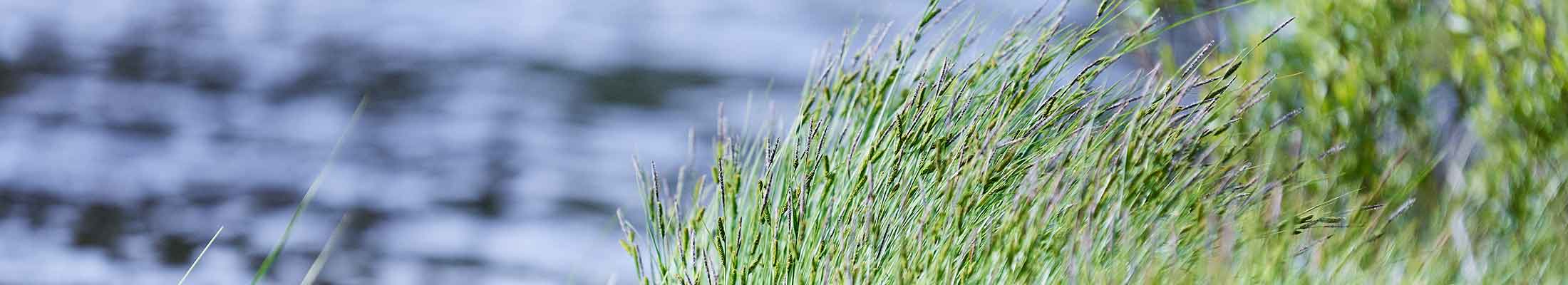 lake and grass