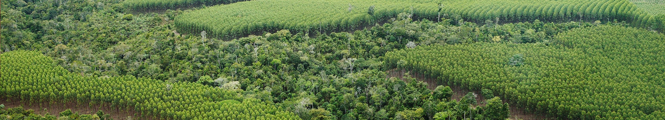 Mosaic-rainforest-plantation