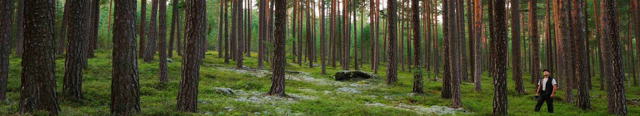 Person in pine forest
