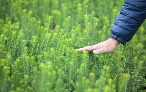 Sustainability at Stora Enso