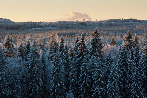 winter-forest-finland