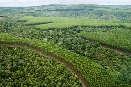 mosaic-rainforest-plantation
