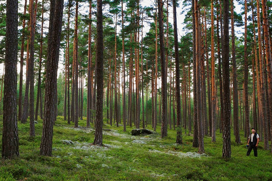 pine-forest