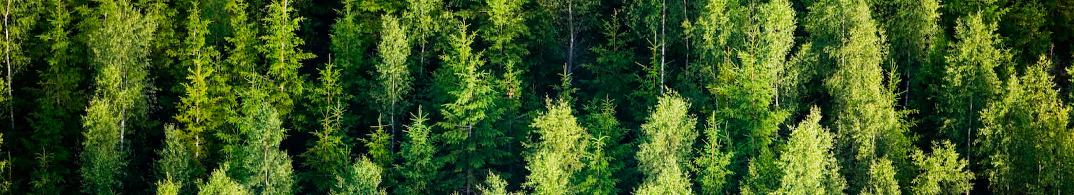 swedish forest
