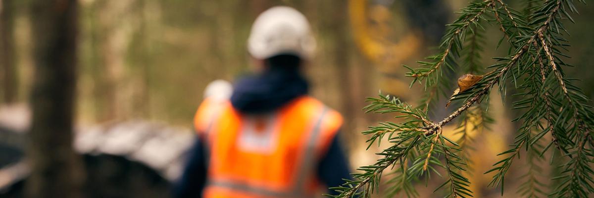 Person in safety west standing in a forest with back against the camera